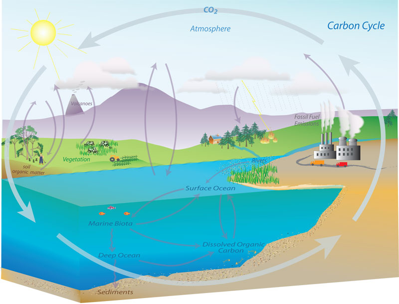 Carbon Cycle