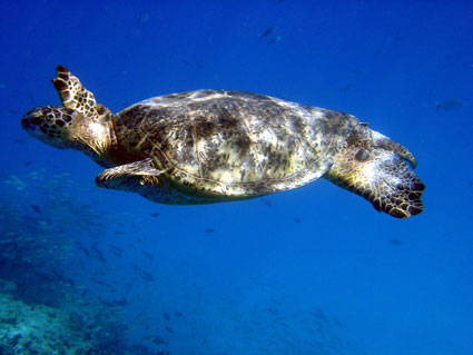 photo of sea turtle swimming in the ocean