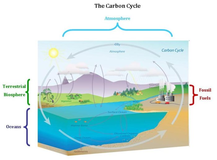 The Carbon Cycle